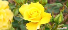 黄色玫瑰的含义与花语