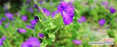 紫色的牵牛花的花语