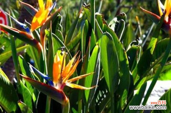 望鹤兰花语：潇洒自在/相信爱情/对故人的思念/幸福快乐