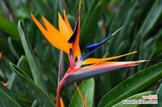 望鹤兰花语：潇洒自在/相信爱情/对故人的思念/幸福快乐