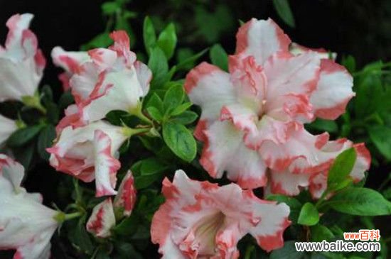 杜鹃花的主要结构