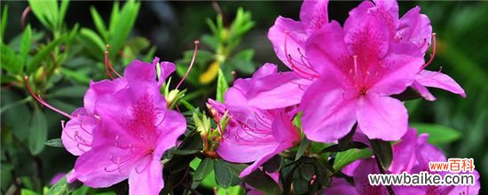 杜鹃花的主要结构