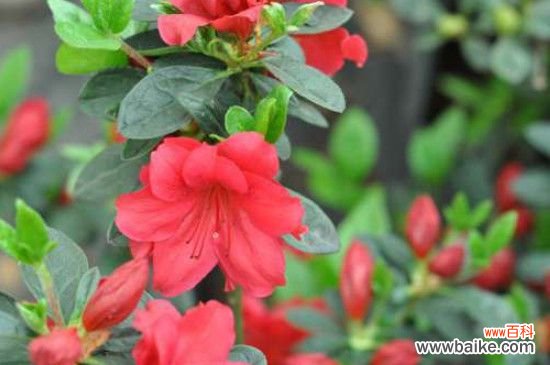 杜鹃花的主要结构