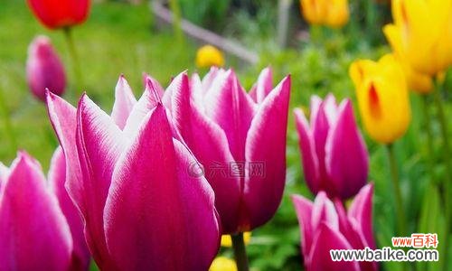 郁金香花的美丽与独特之处 郁金香花的象征意义和文化传承