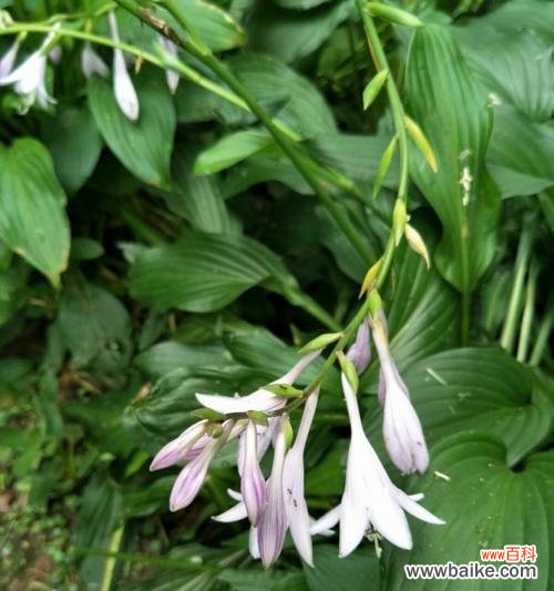 古代传世之玉簪 玉簪花语的传说故事