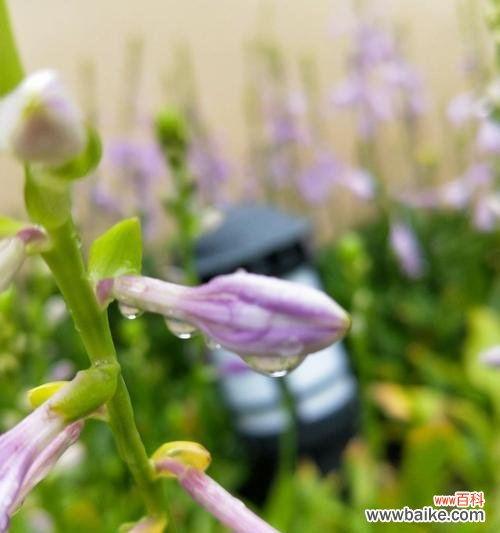 古代传世之玉簪 玉簪花语的传说故事