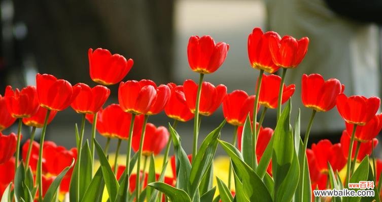 探寻郁金香在人们心中的象征意义 郁金香