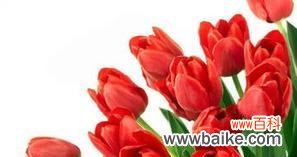 探寻郁金香在人们心中的象征意义 郁金香