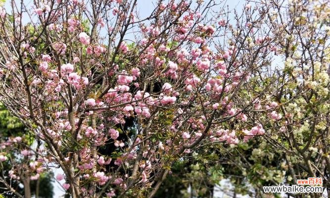 传承千年的御衣黄花 御衣黄花