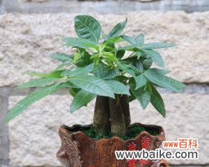 探索盆景树的寓意和魅力 以寓意好的盆景树为主题的文章