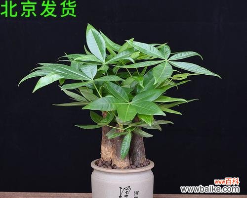 探索盆景树的寓意和魅力 以寓意好的盆景树为主题的文章