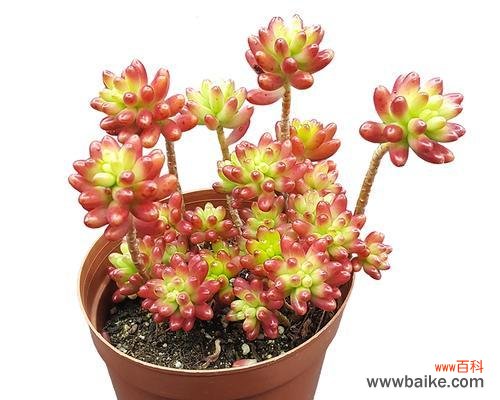 以多肉为载体 吉祥多肉植物