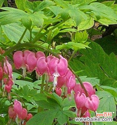 探寻月光花的花语 月光花