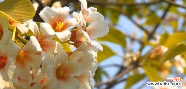 探寻月光花的花语 月光花