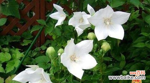 探寻月光花的花语 月光花