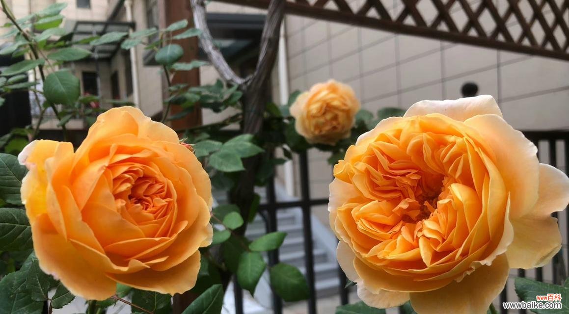 探索月季春化的关键因素及应用技巧 月季春化的意义与方法