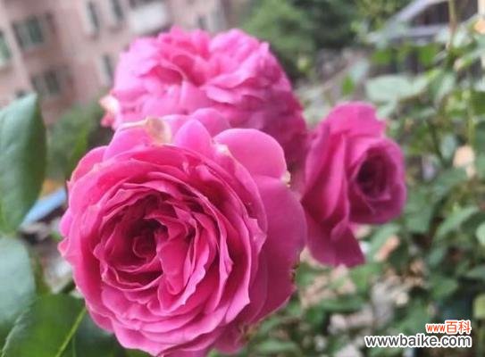 探索月季春化的关键因素及应用技巧 月季春化的意义与方法