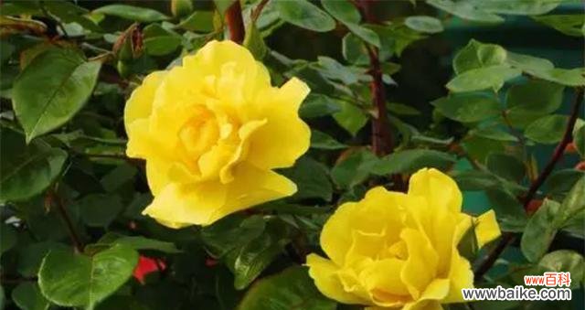 什么花的花语代表期待爱情?如何用花表达对爱情的渴望?