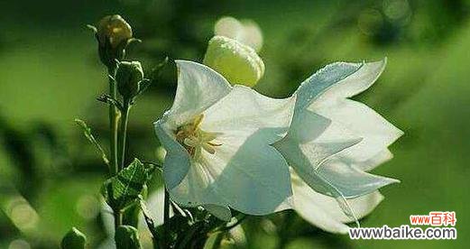 什么花的花语代表期待爱情?如何用花表达对爱情的渴望?