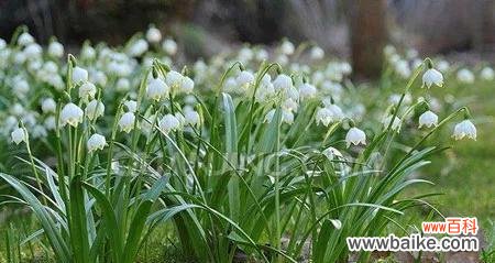 什么花代表欺骗的花语？揭秘花语背后的含义？