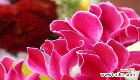 什么花代表期待的花语？花语中期待的意义是什么？