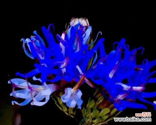 什么花代表欺骗的爱？揭秘花语背后的含义？