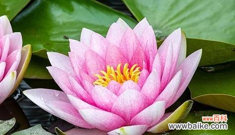 什么花代表奇迹的花语？揭秘花语背后的含义？