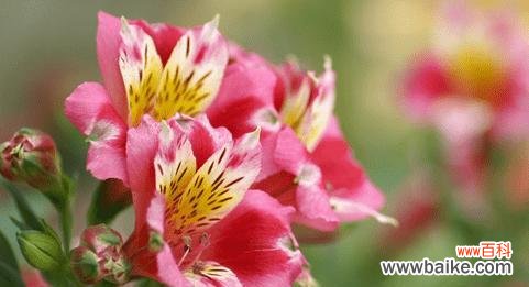 什么花代表奇迹的花语？揭秘花语背后的含义？