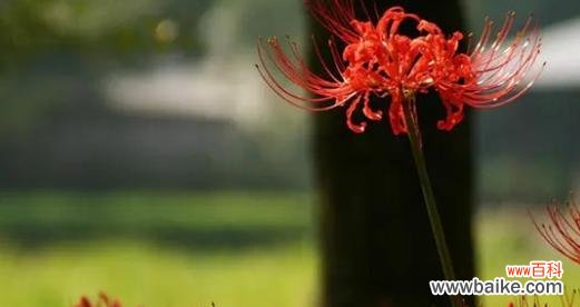 什么花代表牵挂？花语中牵挂的花有哪些？