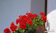 什么花代表勤劳的花语？了解花语背后的含义是什么？