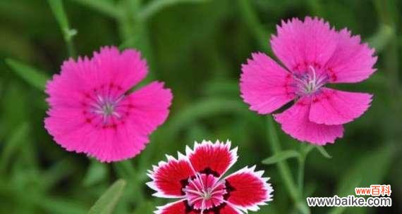 什么花代表青春活力?花语中蕴含的活力象征是什么?