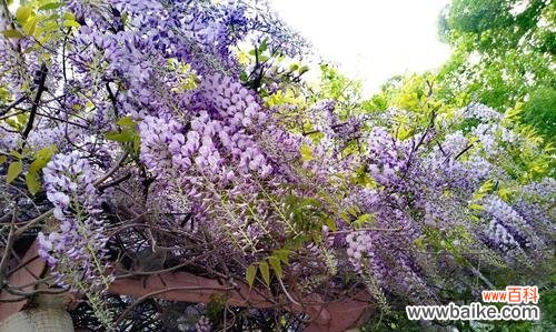 什么花代表青春活力?花语中蕴含的活力象征是什么?