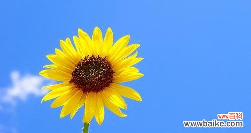 什么花的花语是请爱我吧?如何表达爱意的花卉推荐?