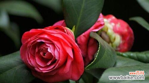 什么花的花语是请爱我吧?如何表达爱意的花卉推荐?