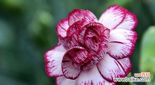 什么花代表热烈的爱?花语中表达热情的花卉有哪些?