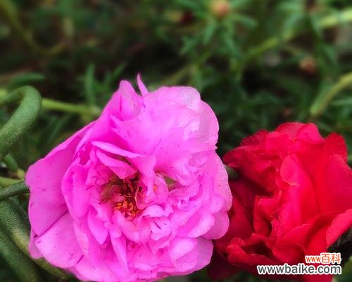 什么花代表热烈的爱?花语中表达热情的花卉有哪些?