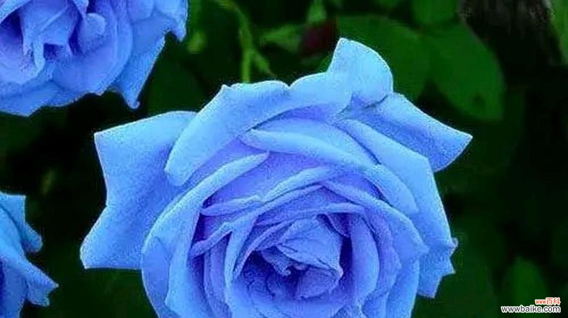 探寻蓝色妖姬的神秘内涵 蓝色妖姬花语解析