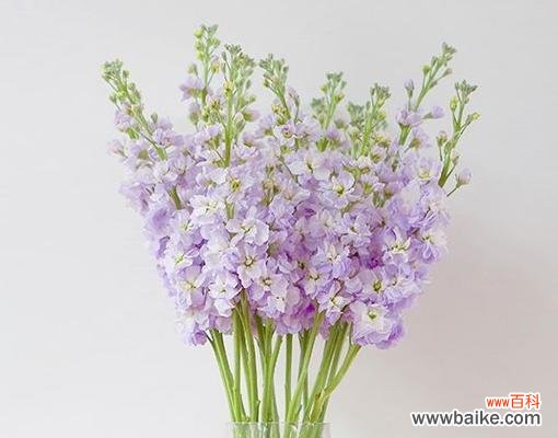 揭示紫罗兰花的象征意义 紫罗兰花语的深刻寓意