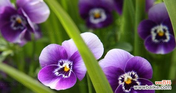 揭示紫罗兰花的象征意义 紫罗兰花语的深刻寓意