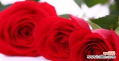 揭示玫瑰花三朵的心理内涵 玫瑰花三朵的象征意义