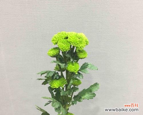 揭秘小雏菊不同颜色的隐藏含义 小雏菊花语——颜色不同，寓意不同