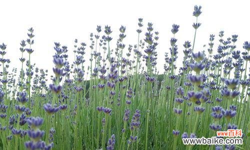 薰衣草花语的含义及传承 揭秘薰衣草的花语