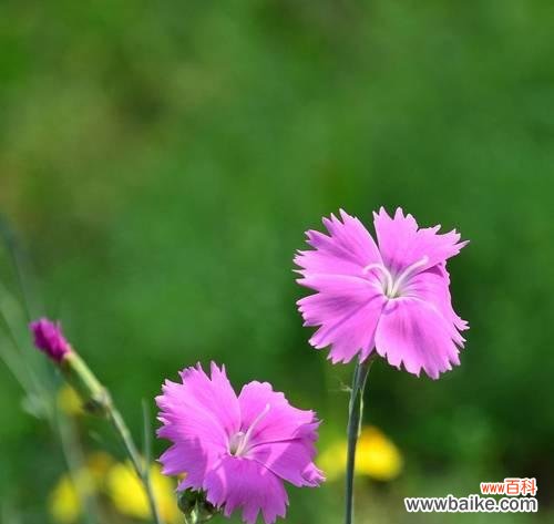 探秘石竹花的花语，传递爱与真情 石竹花语，令人动容的花之语