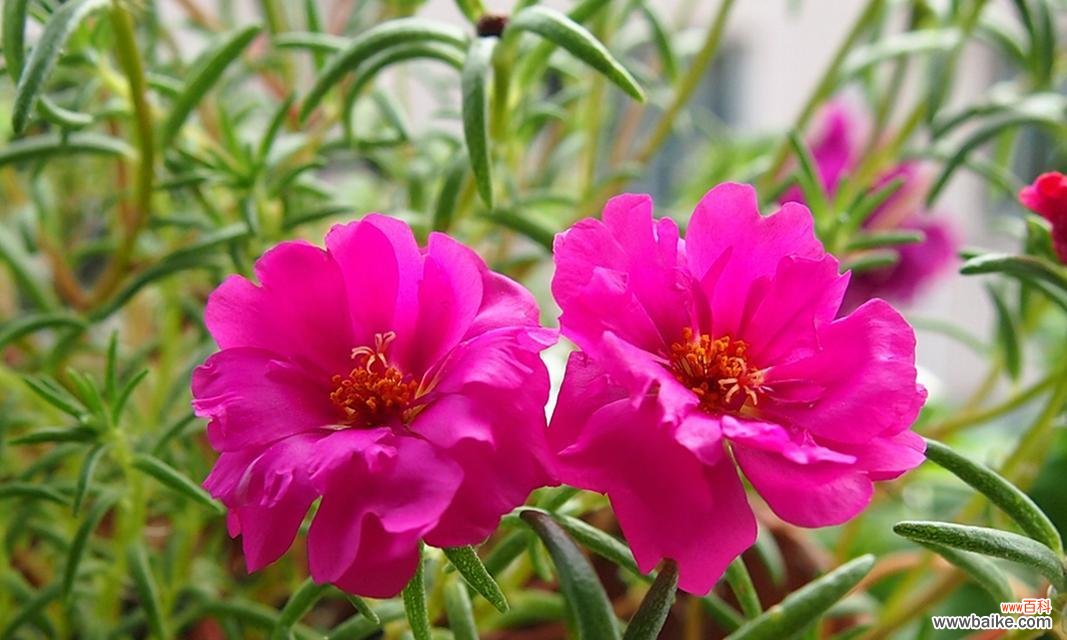 探究小太阳花的寓意和象征意义，了解它的文化内涵 小太阳花的花语