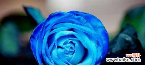 探秘蓝玫瑰的含义，解读神秘的色彩语言 探寻蓝玫瑰花语与寓意