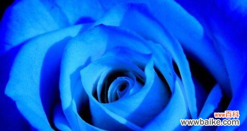 探秘蓝玫瑰的含义，解读神秘的色彩语言 探寻蓝玫瑰花语与寓意