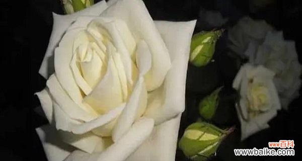 探究一朵白玫瑰所代表的含义 白玫瑰的象征意义