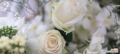 探究花语背后的意义 白玫瑰花语