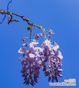 揭秘紫藤花传达的意义与文化 紫藤花的花语