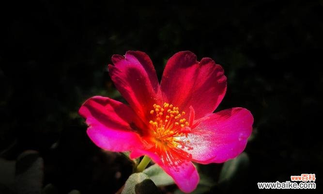 探寻太阳花的魅力,传递美好的花语 太阳花的唯美花语